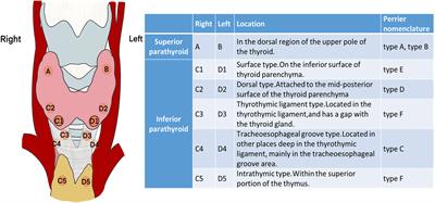 Prevention of hypoparathyroidism: A step-by-step near-infrared autofluorescence parathyroid identification method